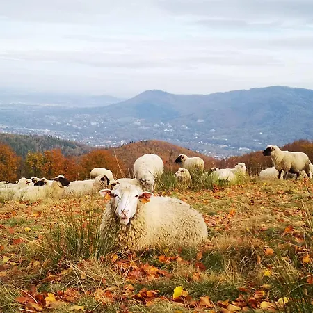 Poniwiec Mala Czantoria 3*