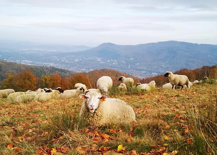 Poniwiec Mala Czantoria 3*